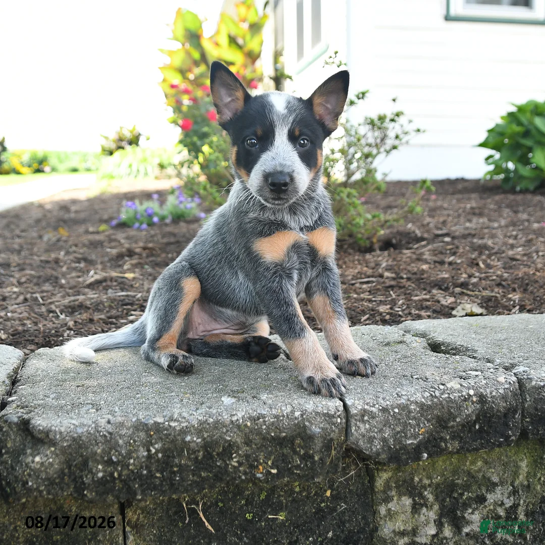 Australian Cattle Dog dogs for sale: Freya - Ad 1