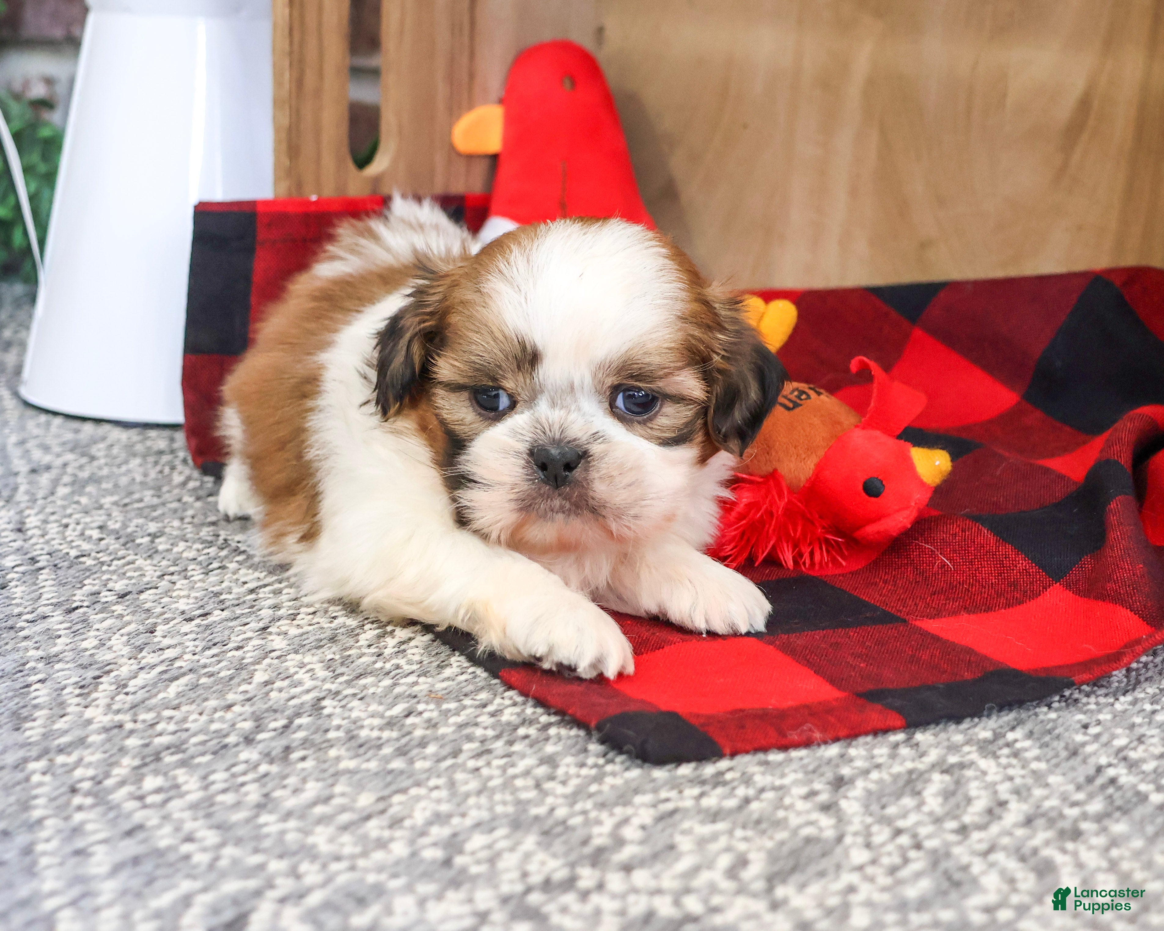 Shih Tzu dogs for sale: Joey - Ad 1
