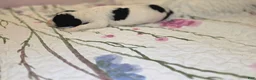 Sheepadoodle dogs for sale: Sheepadoodle 5 - Ad 3