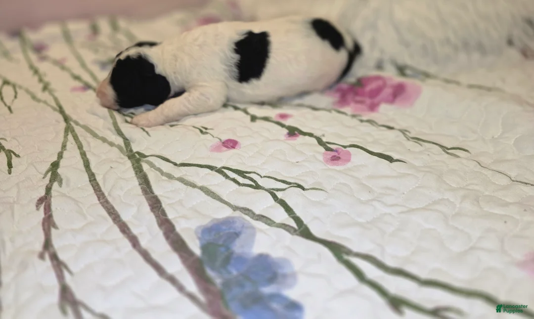 Sheepadoodle dogs for sale: Sheepadoodle 5 - Ad 3