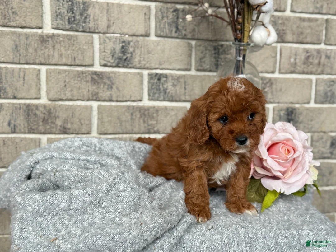 Cavapoo dogs for sale: Kassie - Ad 2