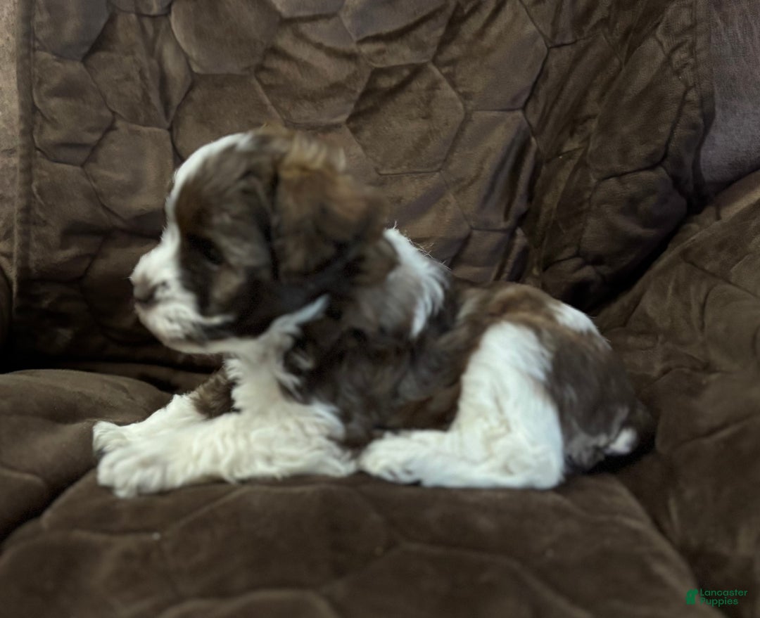 Miniature Schnauzer dogs for sale: Miniature Schnauzer Puppy 3 - Ad 4