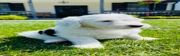 Sheepadoodle dogs for sale: Lily  - Ad 7