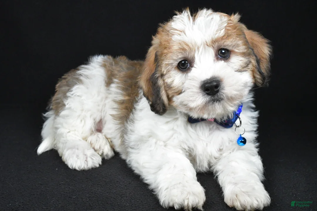 Mixed Breed dogs for sale: Theodore - Ad 1