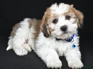 Mixed Breed dogs for sale: Theodore - Ad 1