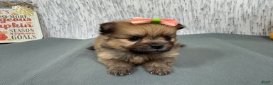 Pomeranian Puppy 4