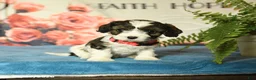 Cavapoo dogs for sale: Minnie - Ad 2