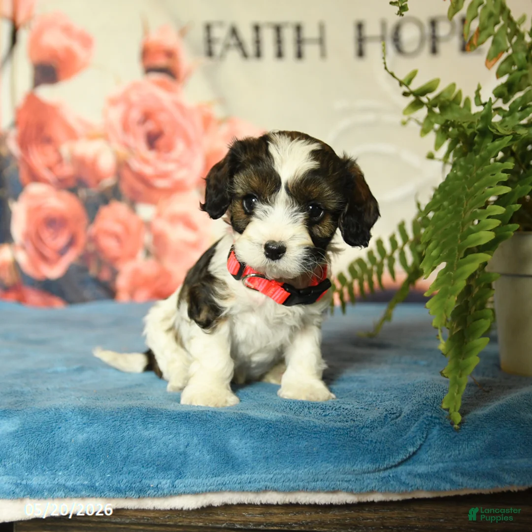 Cavapoo dogs for sale: Minnie - Ad 2