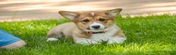 Welsh Corgi Pembroke dogs for sale: Gene - Ad 8