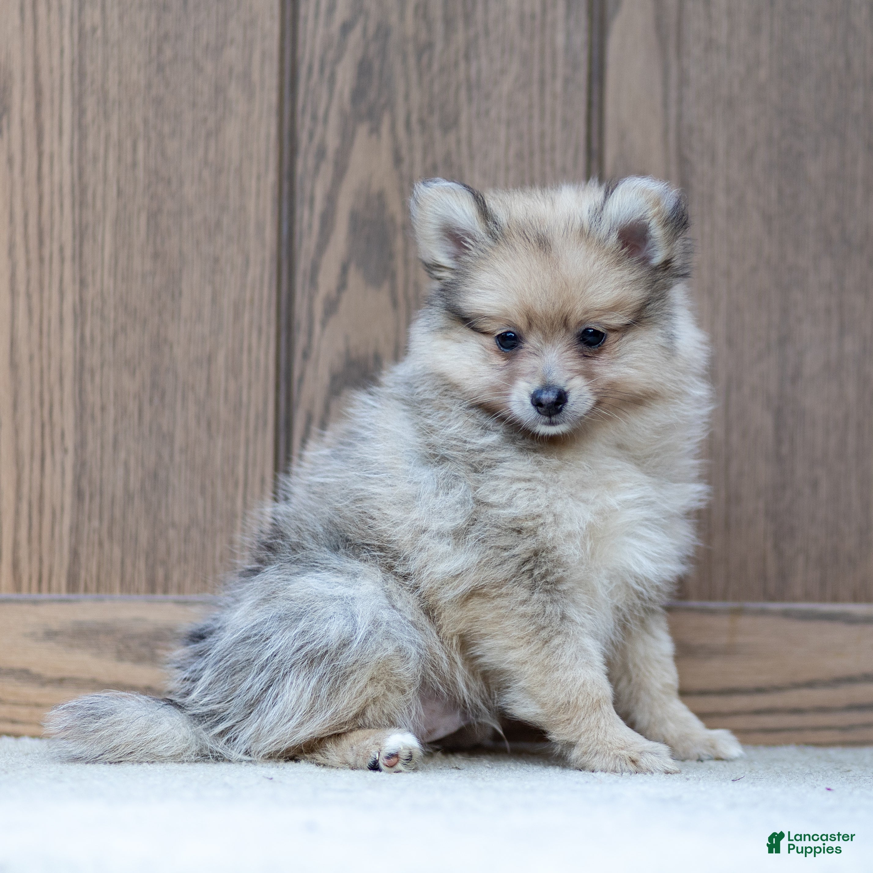 Pomeranian dogs Archie - Ad 1
