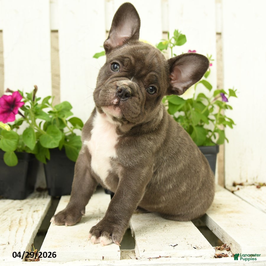 French Bulldog dogs for sale: Charming Charlie - Ad 2