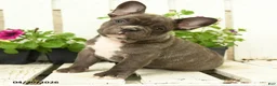 French Bulldog dogs for sale: Charming Charlie - Ad 1