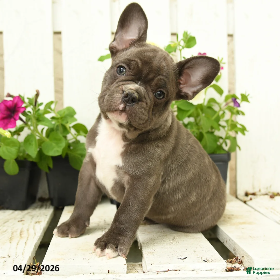 French Bulldog dogs for sale: Charming Charlie - Ad 1
