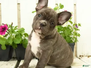 French Bulldog dogs for sale: Charming Charlie - Ad 2