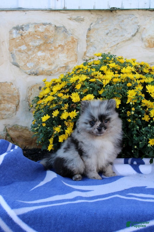 Pomeranian dogs Goerge - Ad 1