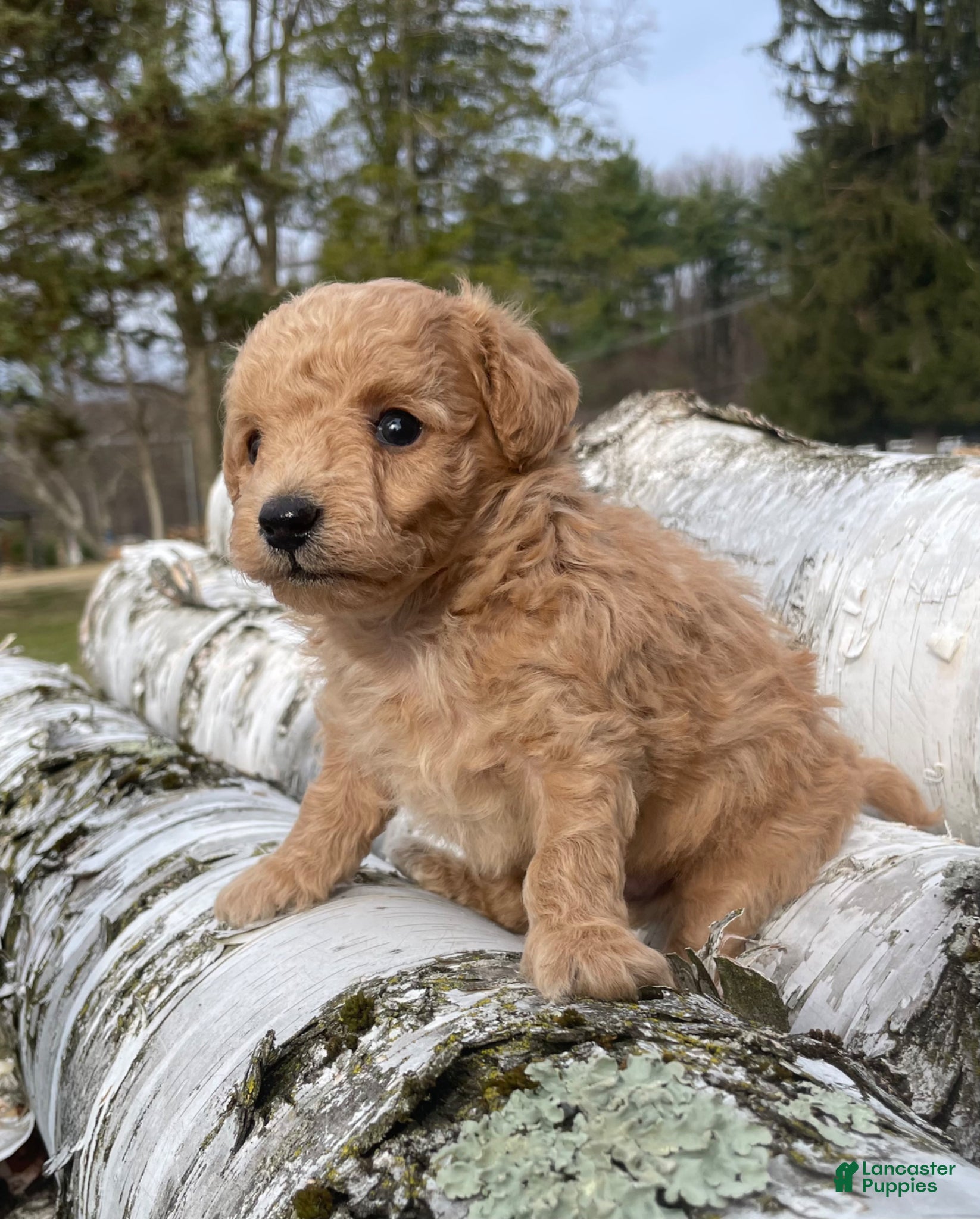 Mini Bernedoodle dogs Caramel - Ad 1
