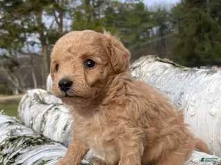 Mini Bernedoodle dogs for sale: Caramel - Ad 1