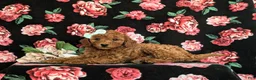 Cavapoo dogs for sale: Jody Hypoallergenic - Ad 4