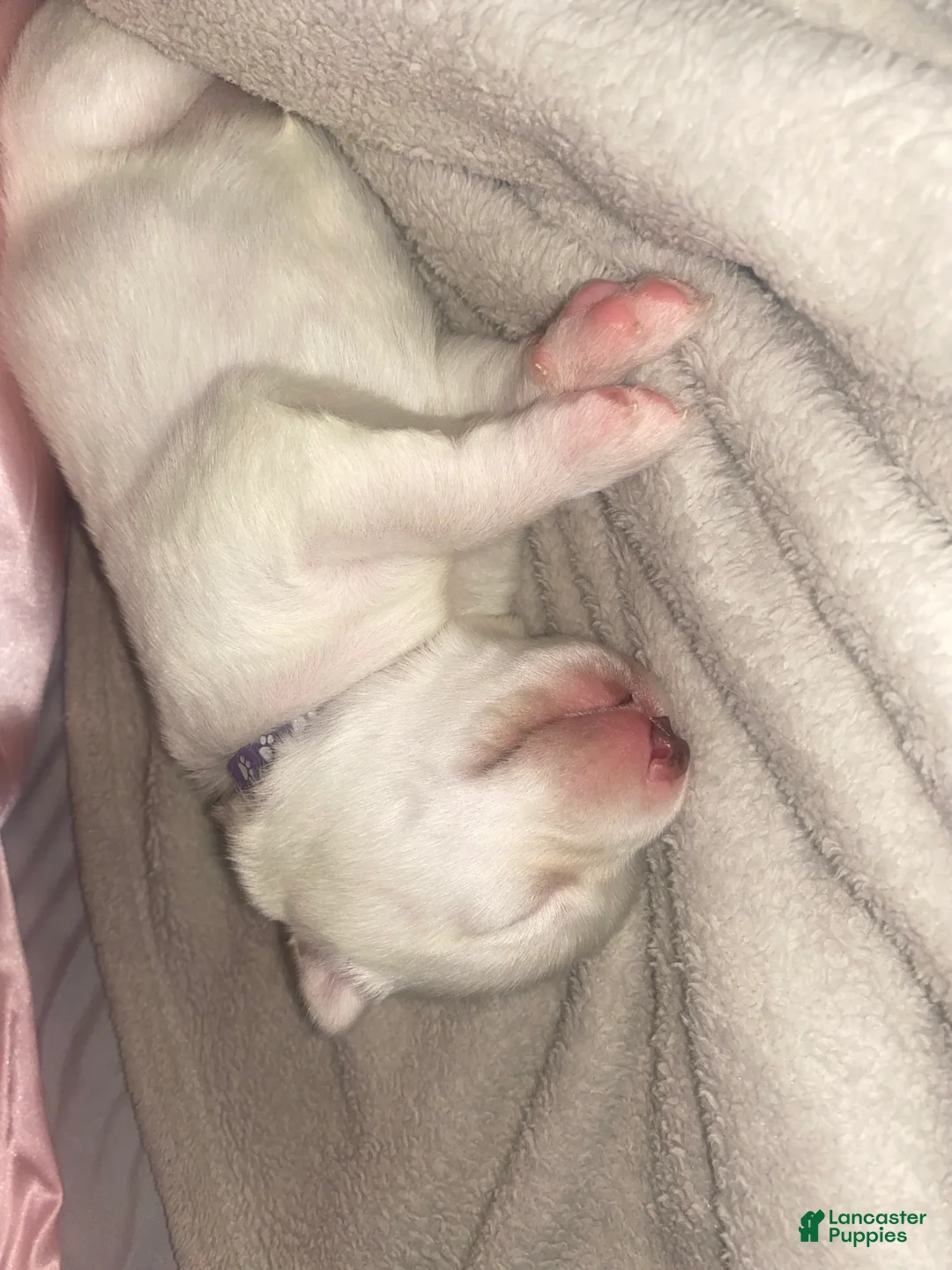 Siberian Husky dogs for sale: Pearl - Ad 9