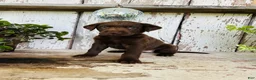 Labrador Retriever dogs for sale: Penny - Ad 3