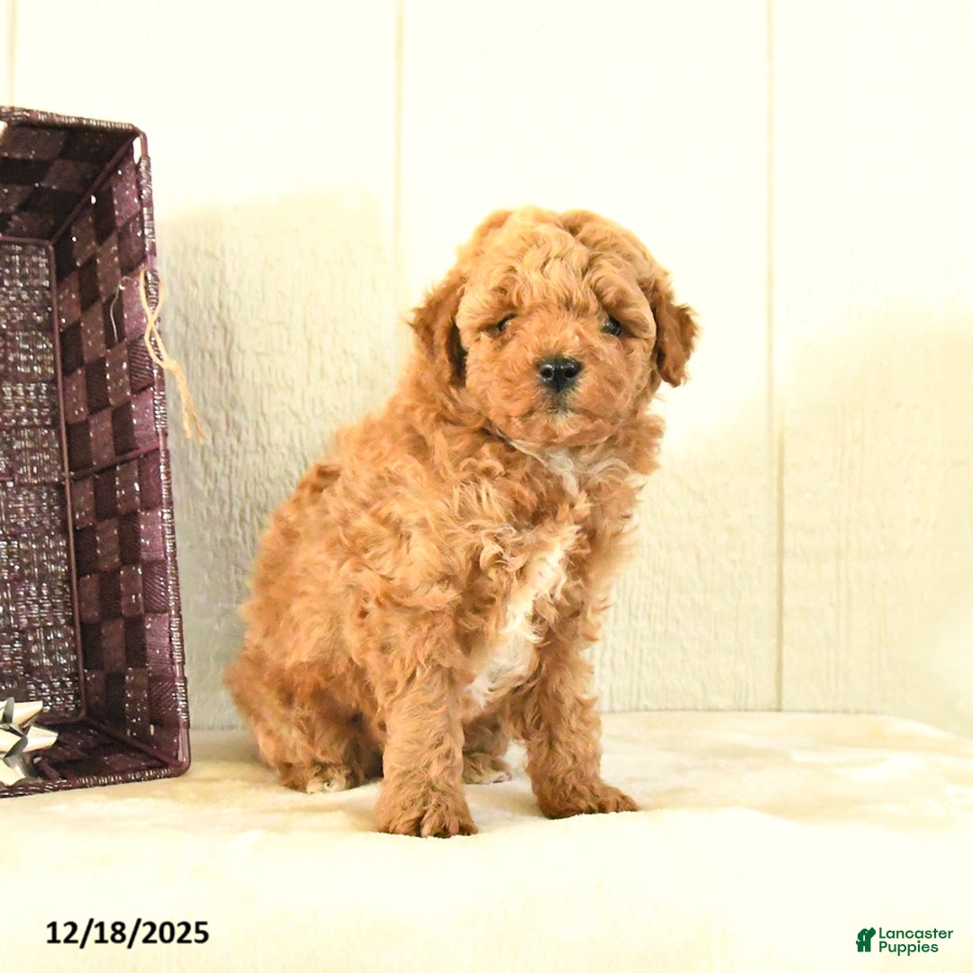 Toy Poodle dogs for sale: Bear - Ad 3