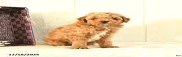 Toy Poodle dogs for sale: Bear - Ad 3