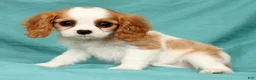 Cavalier King Charles Spaniel dogs for sale: Nora - Ad 8