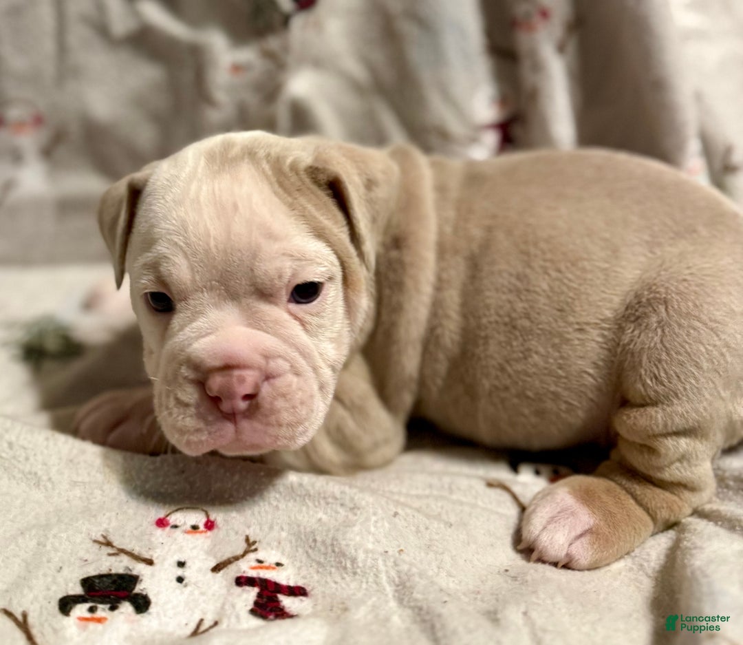 Olde English Bulldogge dogs for sale: John  - Ad 3