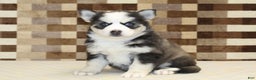Pomsky dogs for sale: Bailey - Ad 1