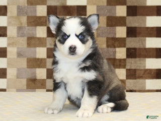 Pomsky dogs Bailey - Ad 5