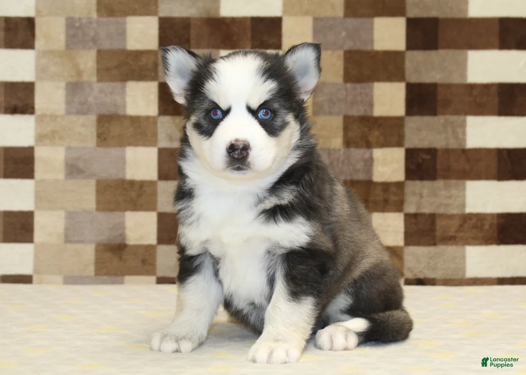 Pomsky dogs for sale: Bandit - Ad 7