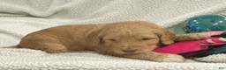 Goldendoodle dogs for sale: Orange - Ad 3