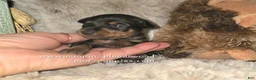Miniature Pinscher dogs for sale: Crissy black tan - Ad 2