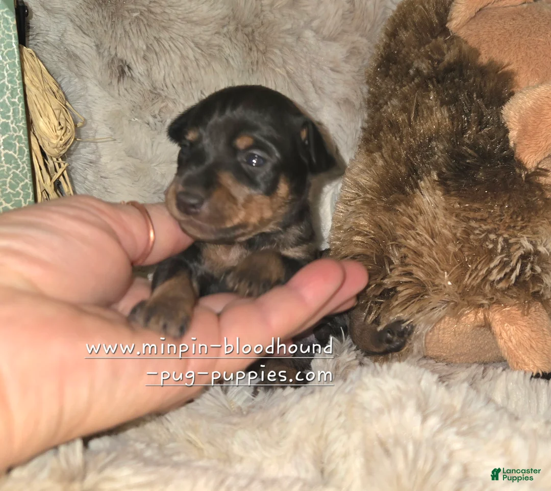 Miniature Pinscher dogs for sale: Crissy black tan - Ad 2