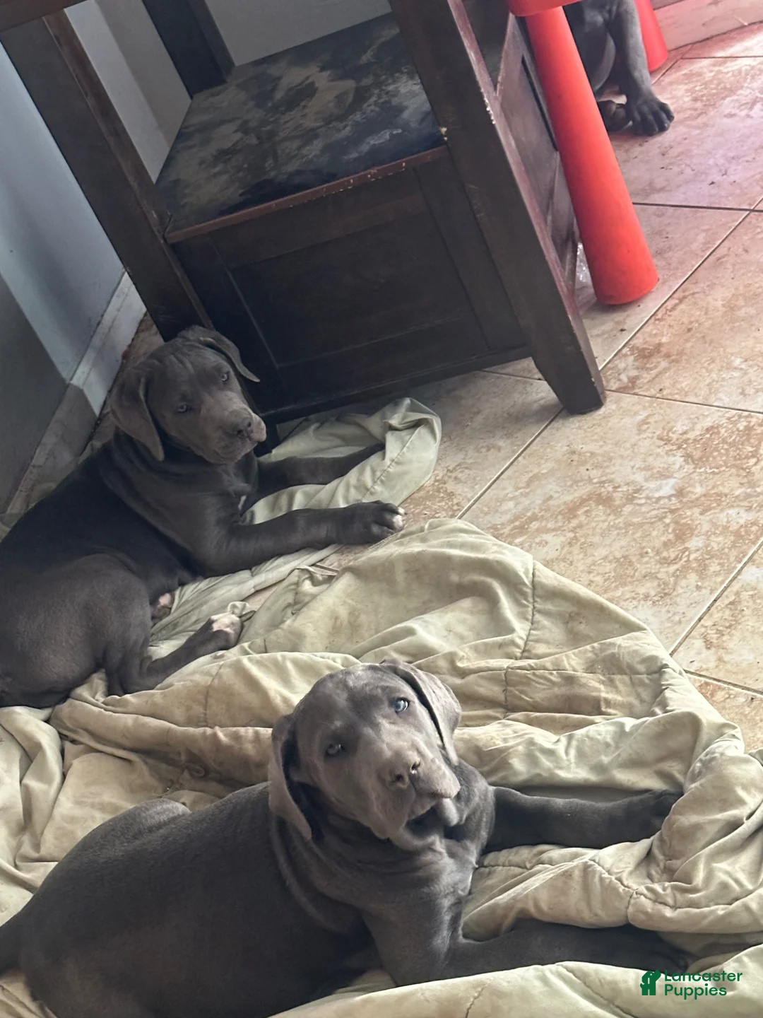 Cane Corso dogs for sale: Cane Corso Puppy 1 - Ad 1