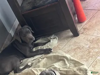 Cane Corso dogs Cane Corso Puppy 1 - Ad 4