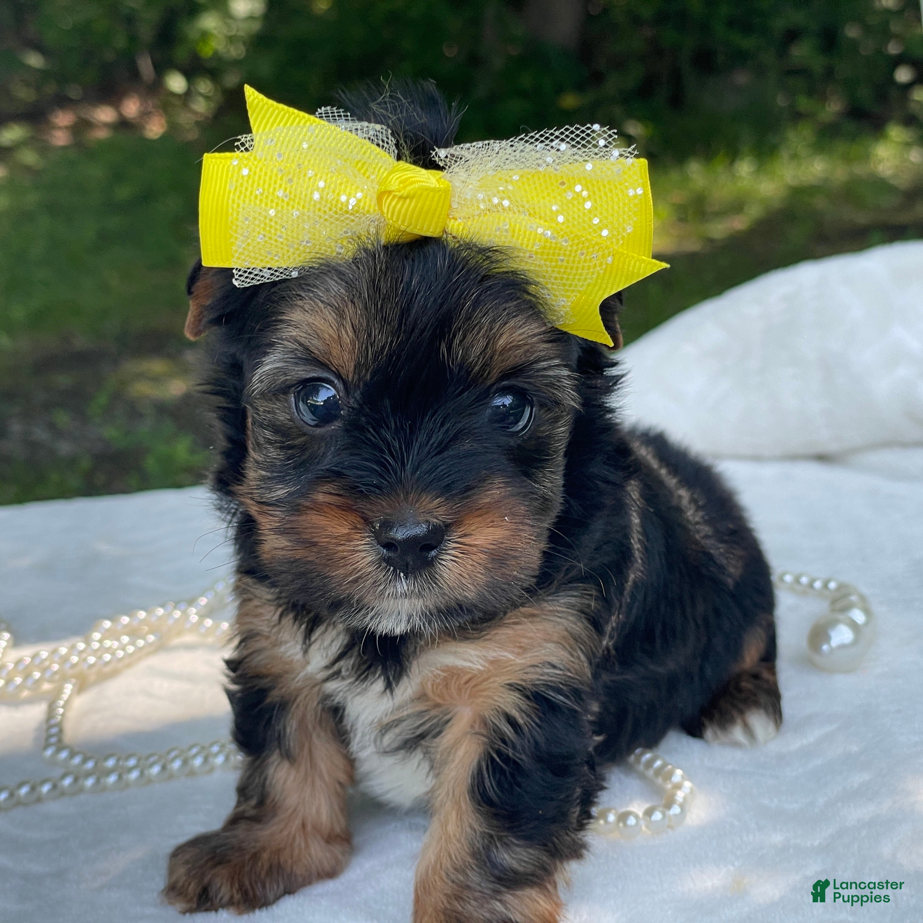 Yorkshire Terrier dogs  Raine - Ad 1