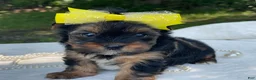 Yorkshire Terrier dogs for sale:  Raine - Ad 1