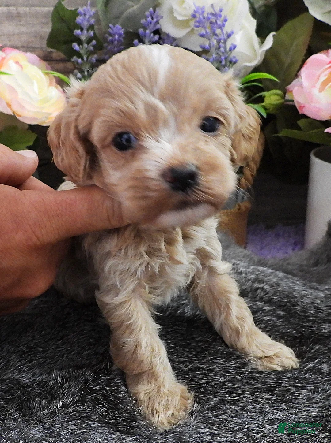 Cavapoo dogs for sale: #3 Female of Kate - Ad 1