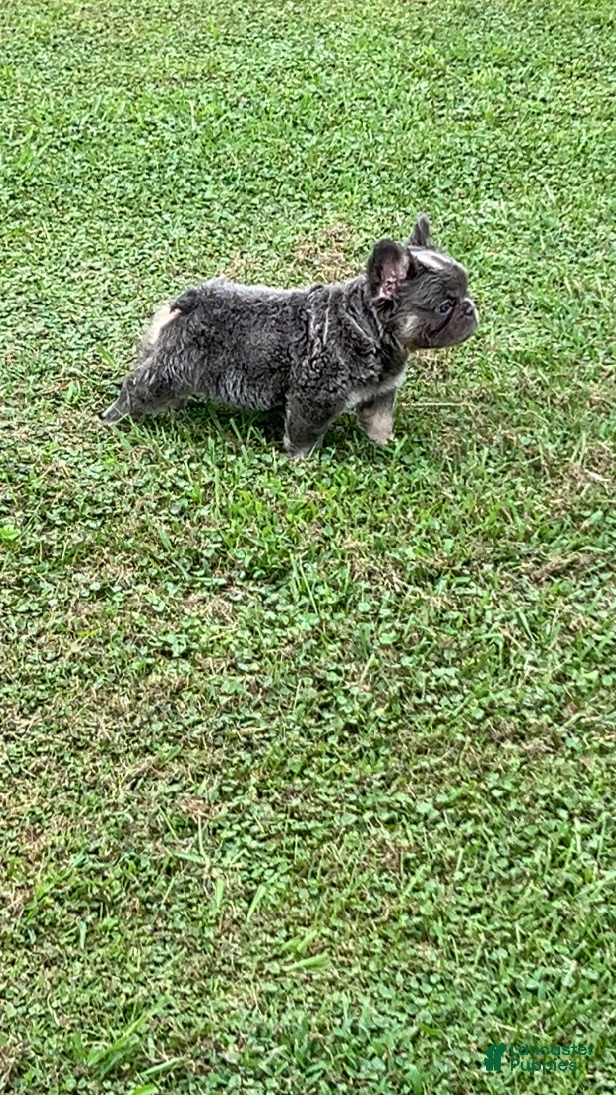 French Bulldog dogs French Bulldog 2 - Ad 1