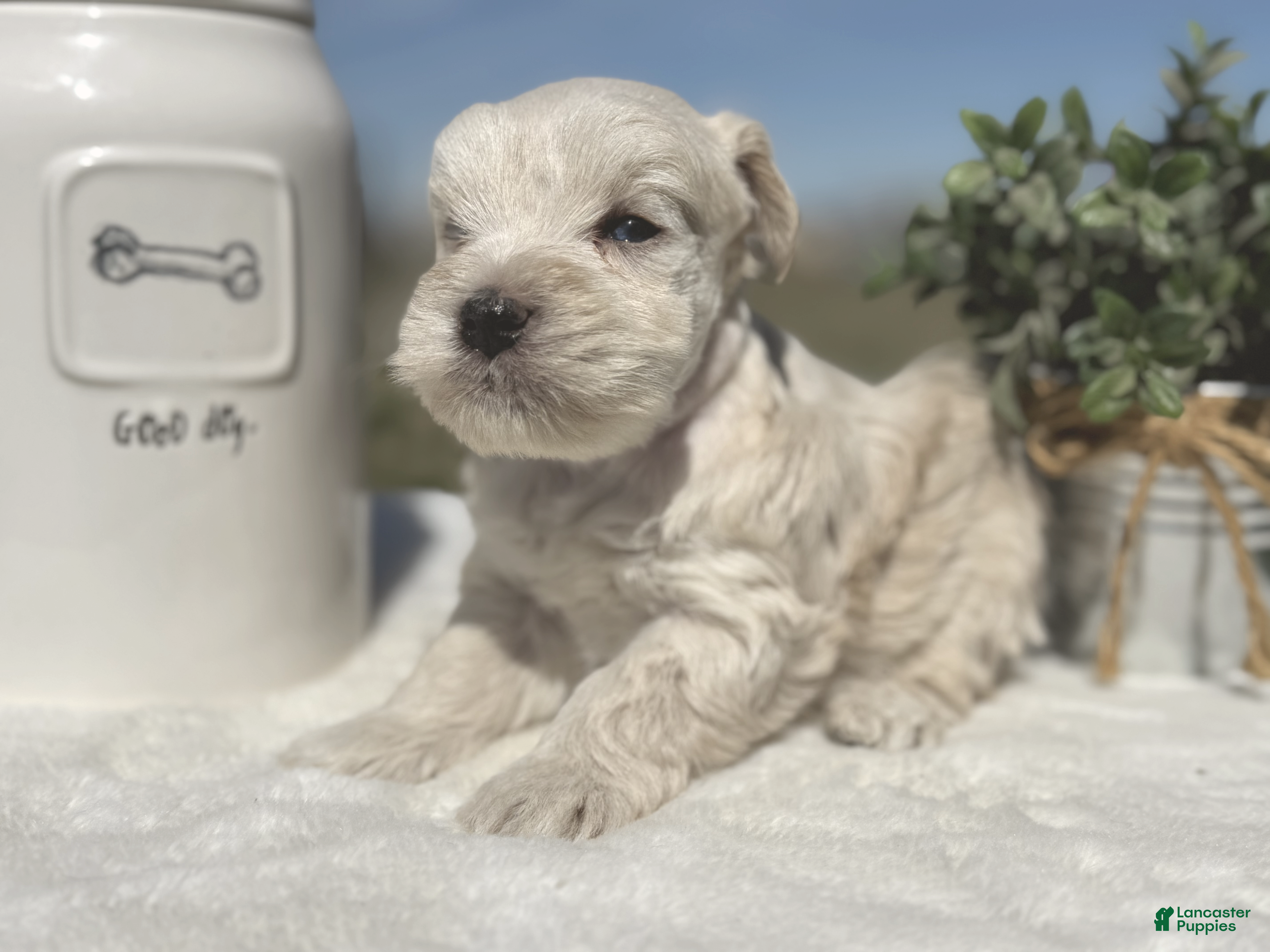 Miniature Schnauzer dogs Mr. Frost - Ad 1