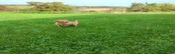 Golden Retriever dogs for sale: Goldie - Ad 5