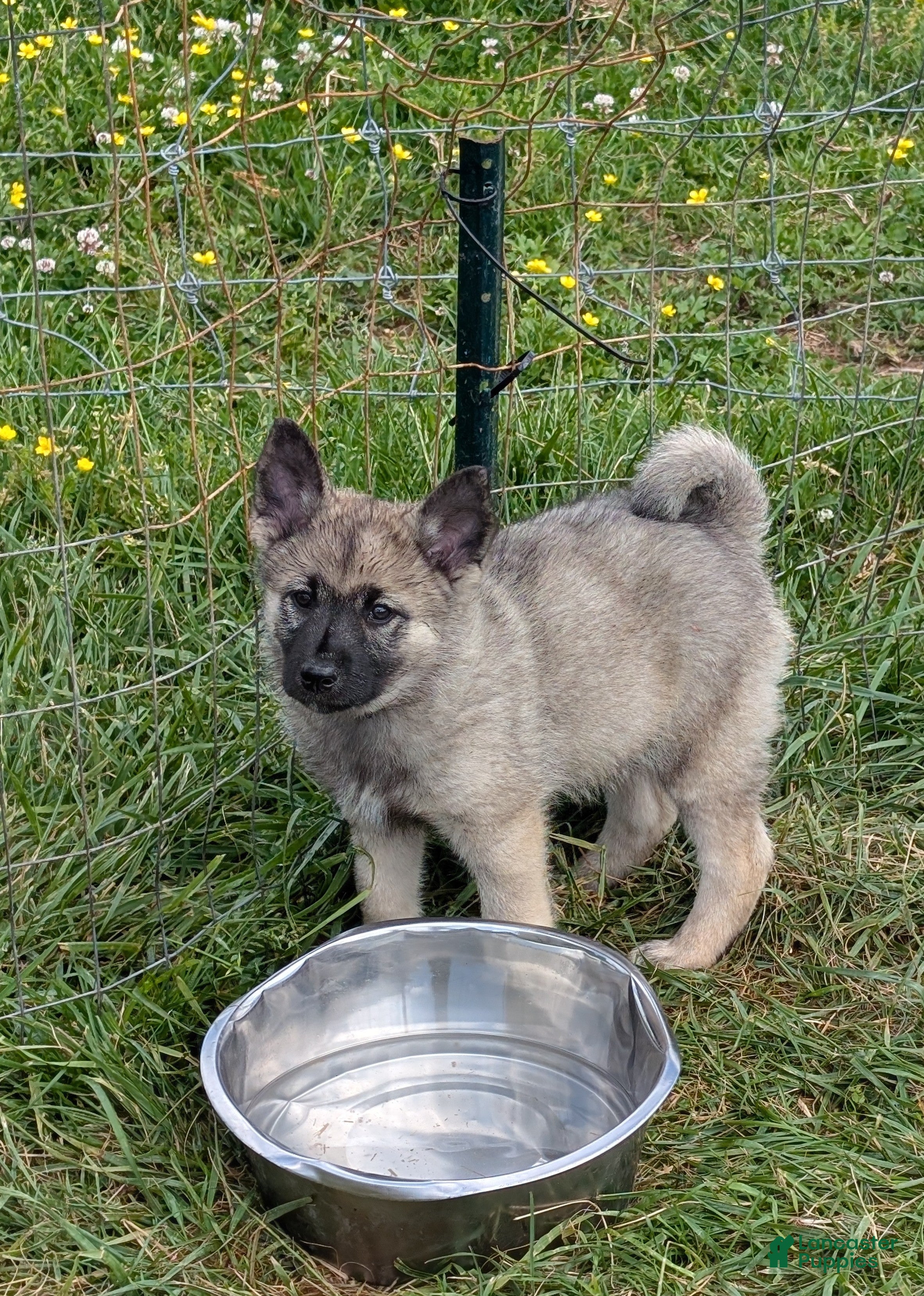 Norwegian Elkhound dogs Mr. Blue - Ad 1
