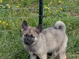 Norwegian Elkhound dogs for sale: Mr. Blue - Ad 1
