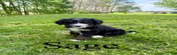 Bernedoodle dogs for sale: Sage- Standard F1 - Ad 1