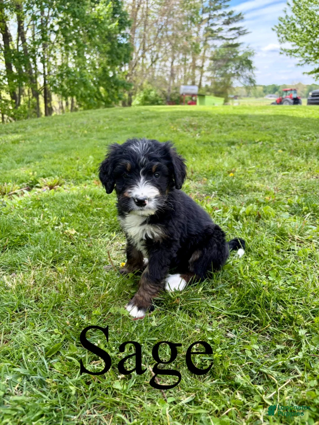 Bernedoodle dogs for sale: Sage- Standard F1 - Ad 1