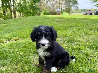 Bernedoodle dogs Sage- Standard F1 - Ad 42