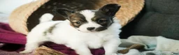 Papillon dogs for sale: Janie - Ad 1
