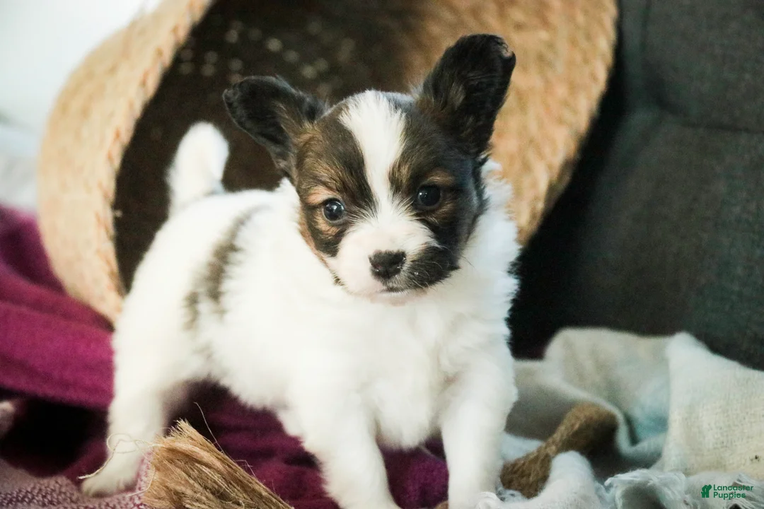 Papillon dogs for sale: Janie - Ad 1