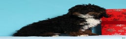 Mini Bernedoodle dogs for sale: Almond - Ad 3